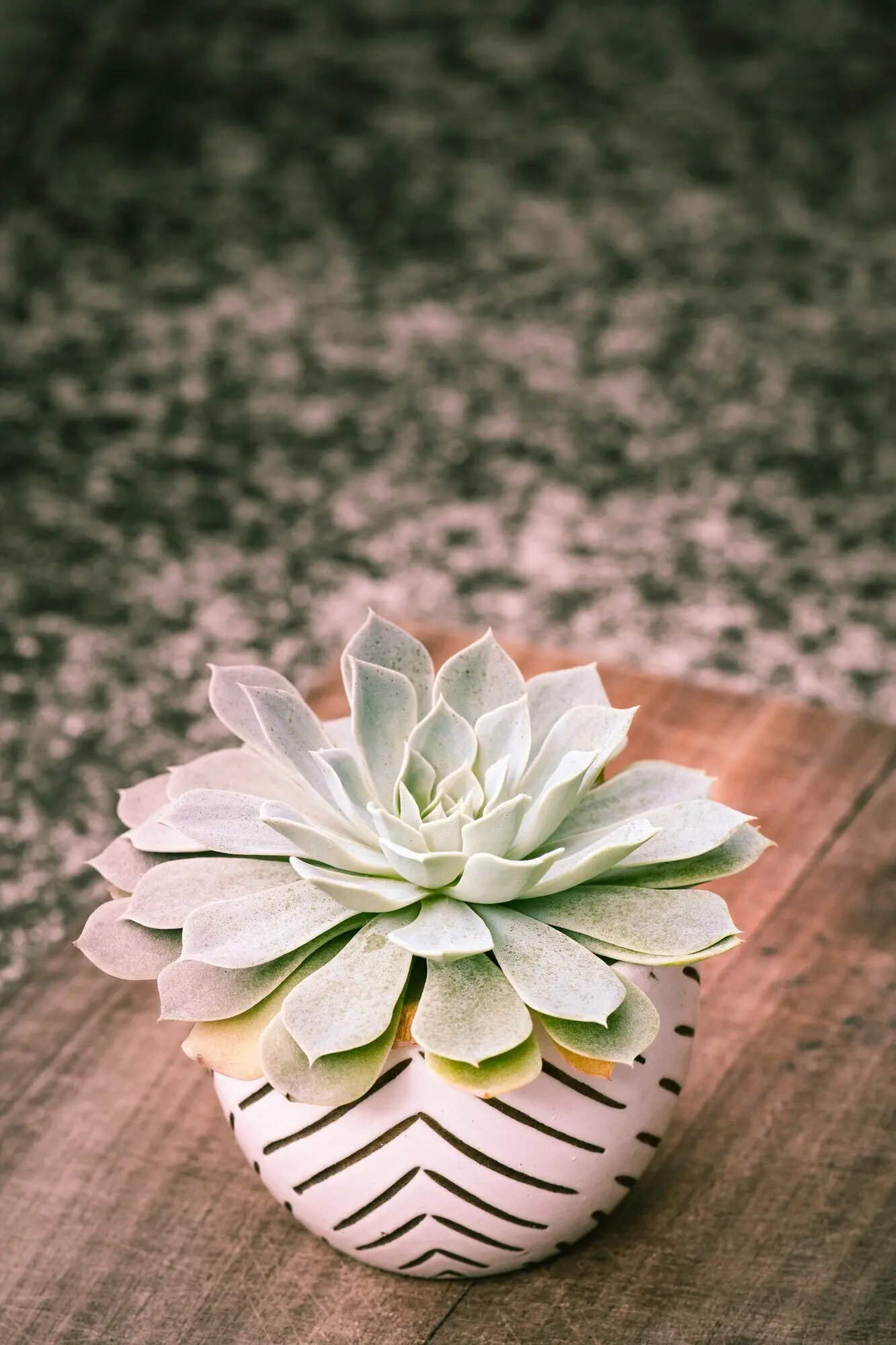 Vertikale Aufnahme einer blühenden Echeveria-Pflanze in einem dekorativen Blumentopf.